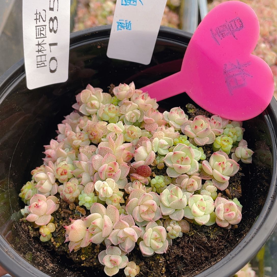 量拍多肉植物多肉植物185