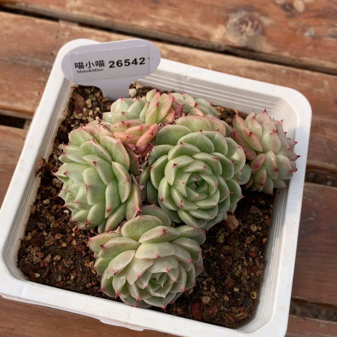 ?**柒多肉植物麦秆珍妮