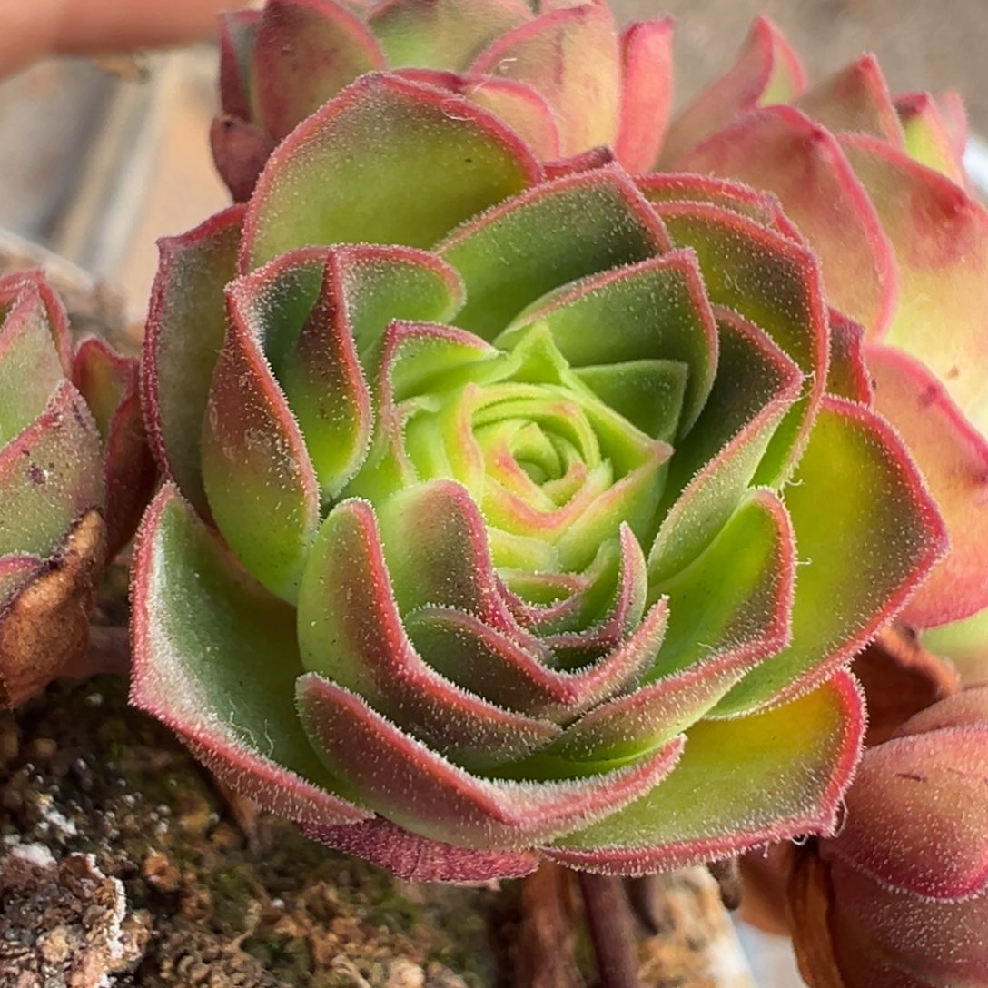 糖糖129 翔龙 侧芽