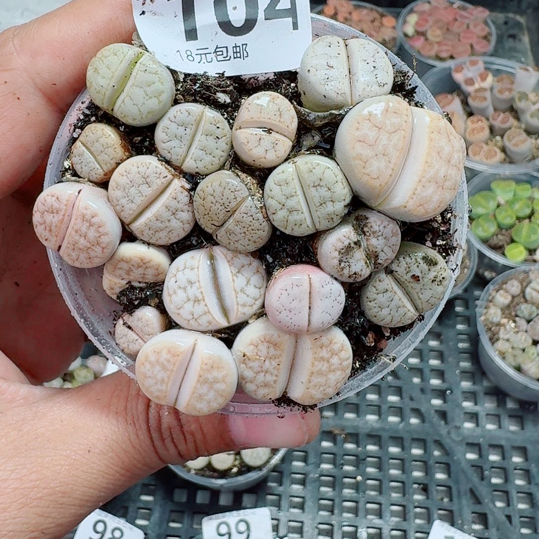 104多肉植物多肉植物