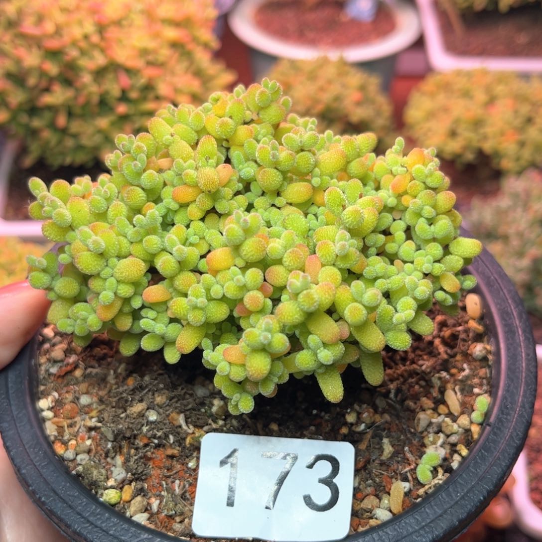 173金橘可爱多肉植物