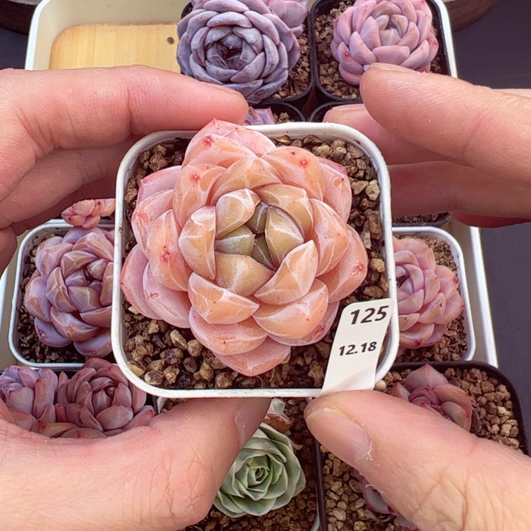 好好看125、哈哈哈哈