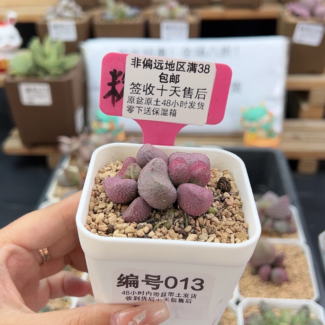 M****✨013夏娃多肉植物