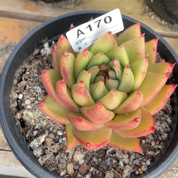 若如东云单拍A170