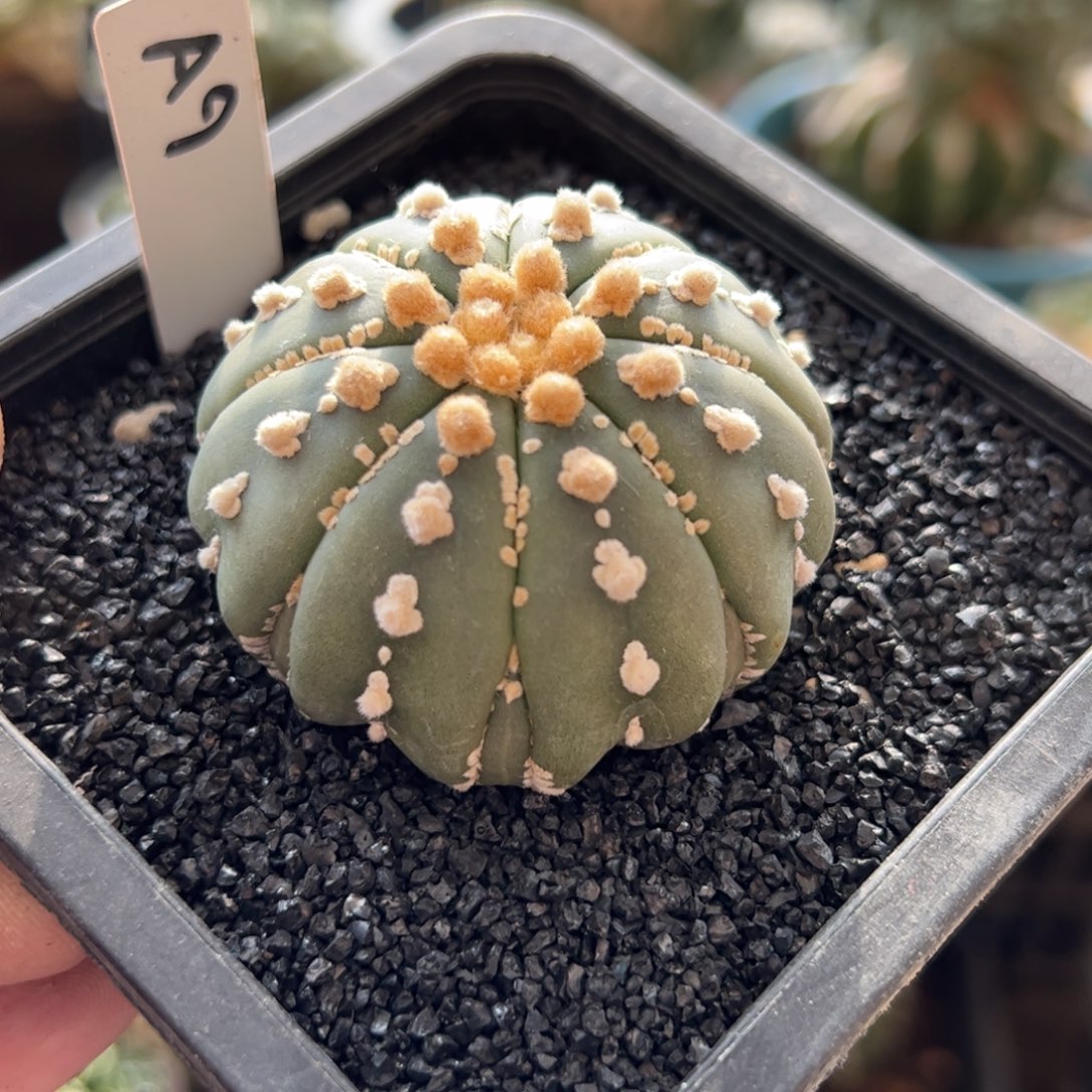 无花朵9实生腹棱琉璃5.3cm