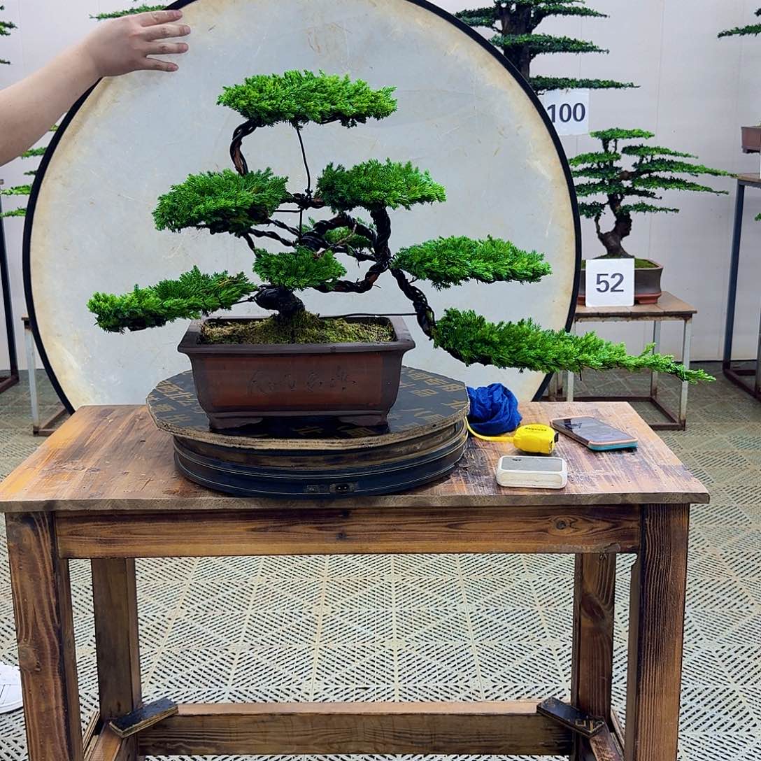 无花朵柏树造型盆景