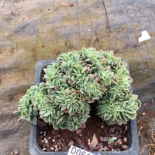 星娜塔缀化 微瑕061 亏本处理退款拉黑7-8天发货