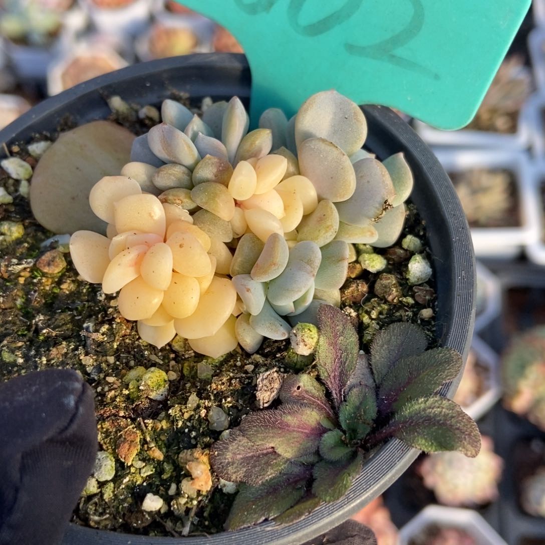 1602雪精灵锦多肉植物