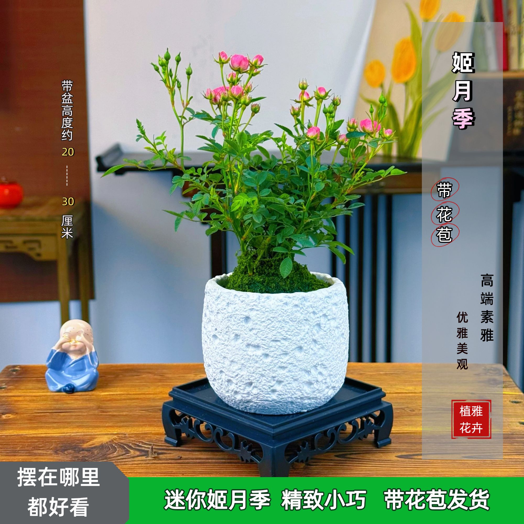 【带粗面盆】 迷你超微姬月季苔藓球四季开花阳台桌面绿植花卉