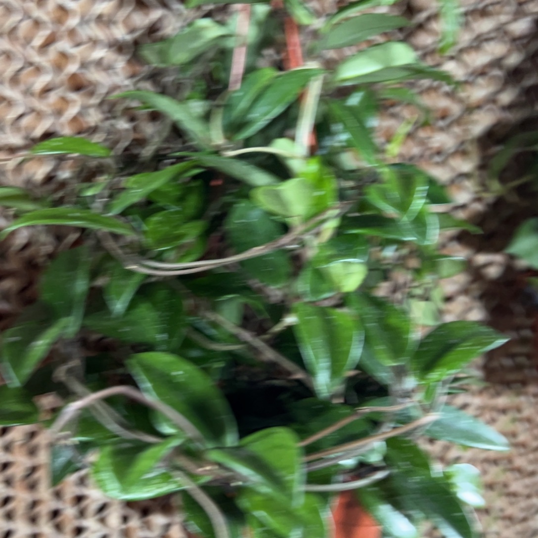 小***结完全开放银斑球兰品种