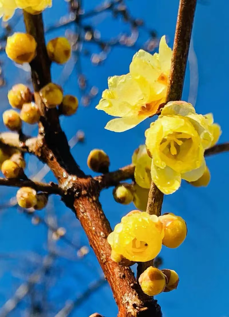 素心腊梅花树苗盆栽浓香型耐寒花卉冬季带花苞可庭院种植