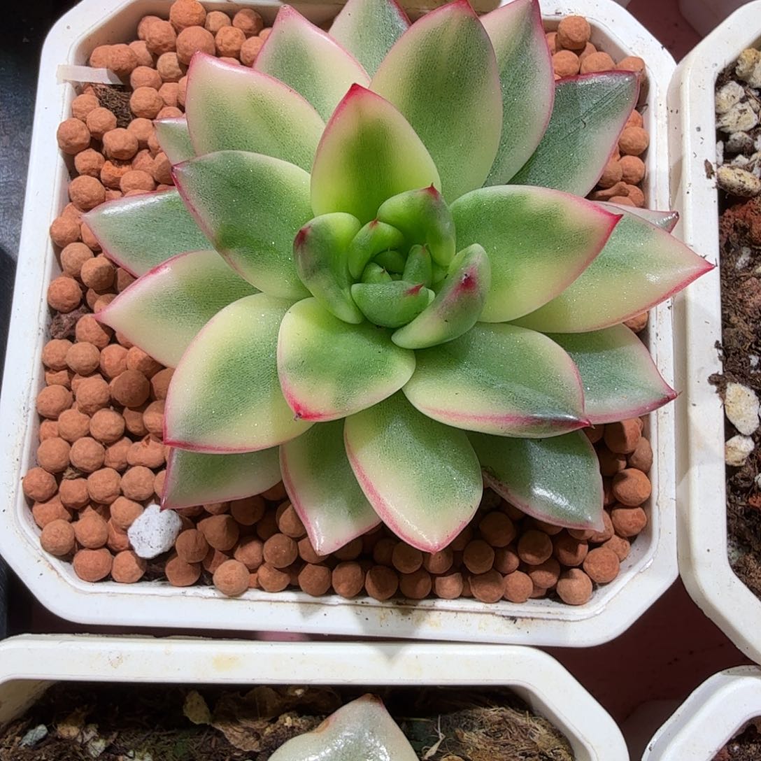 东云锦，多肉植物。