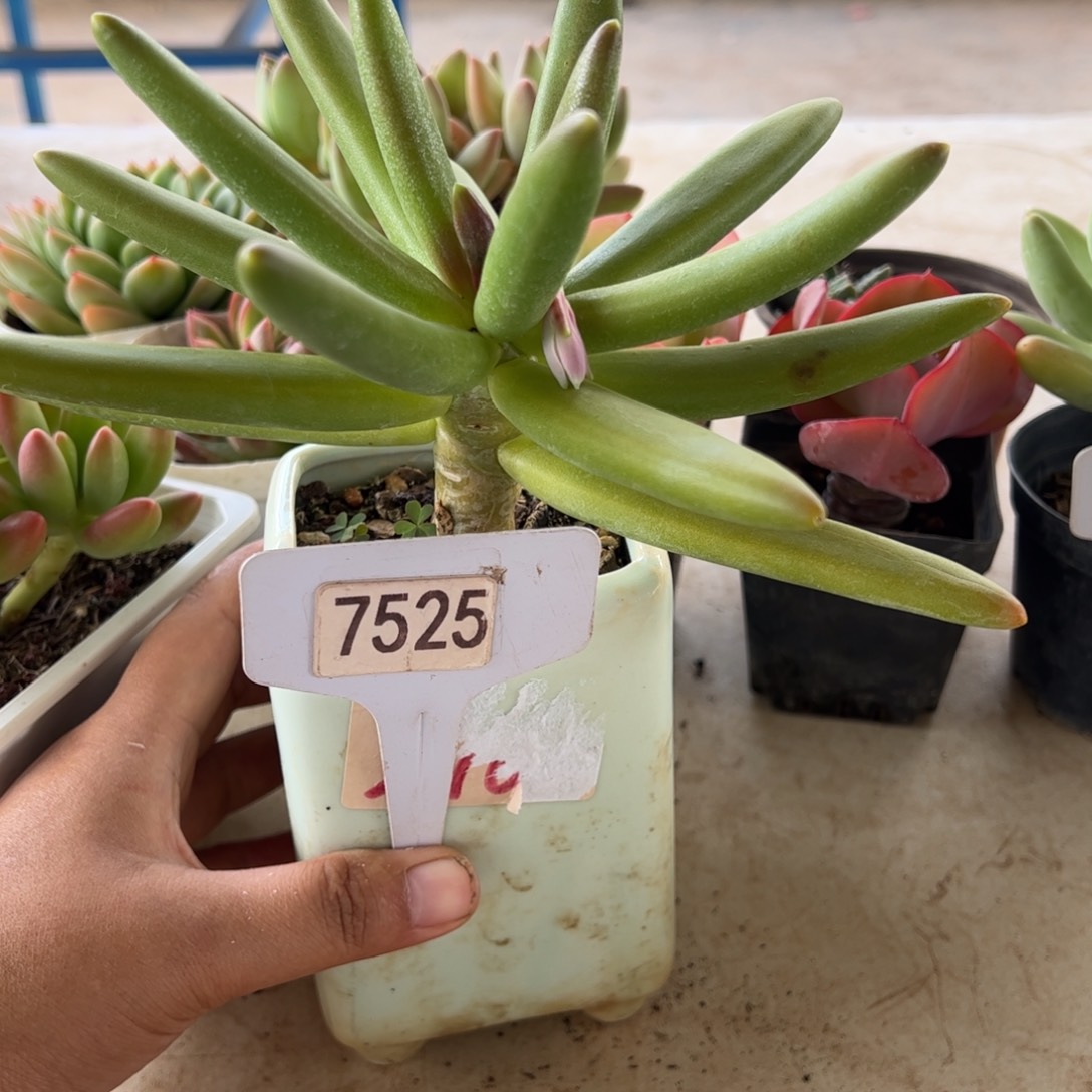 【闪购商品】椰子树。7525。1111111
