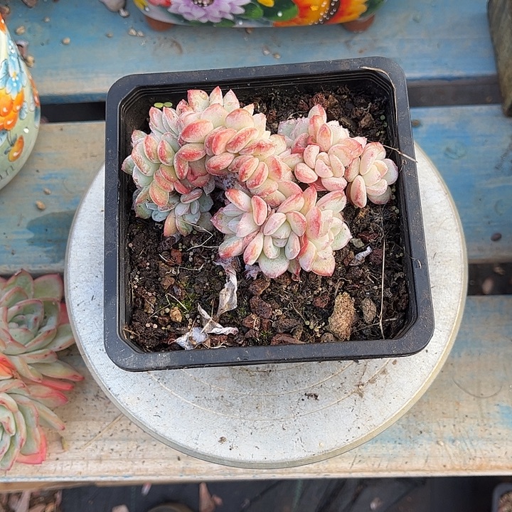 烟***灰多肉植物一物一拍