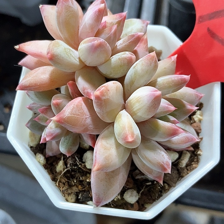 多肉植物幻影美人730