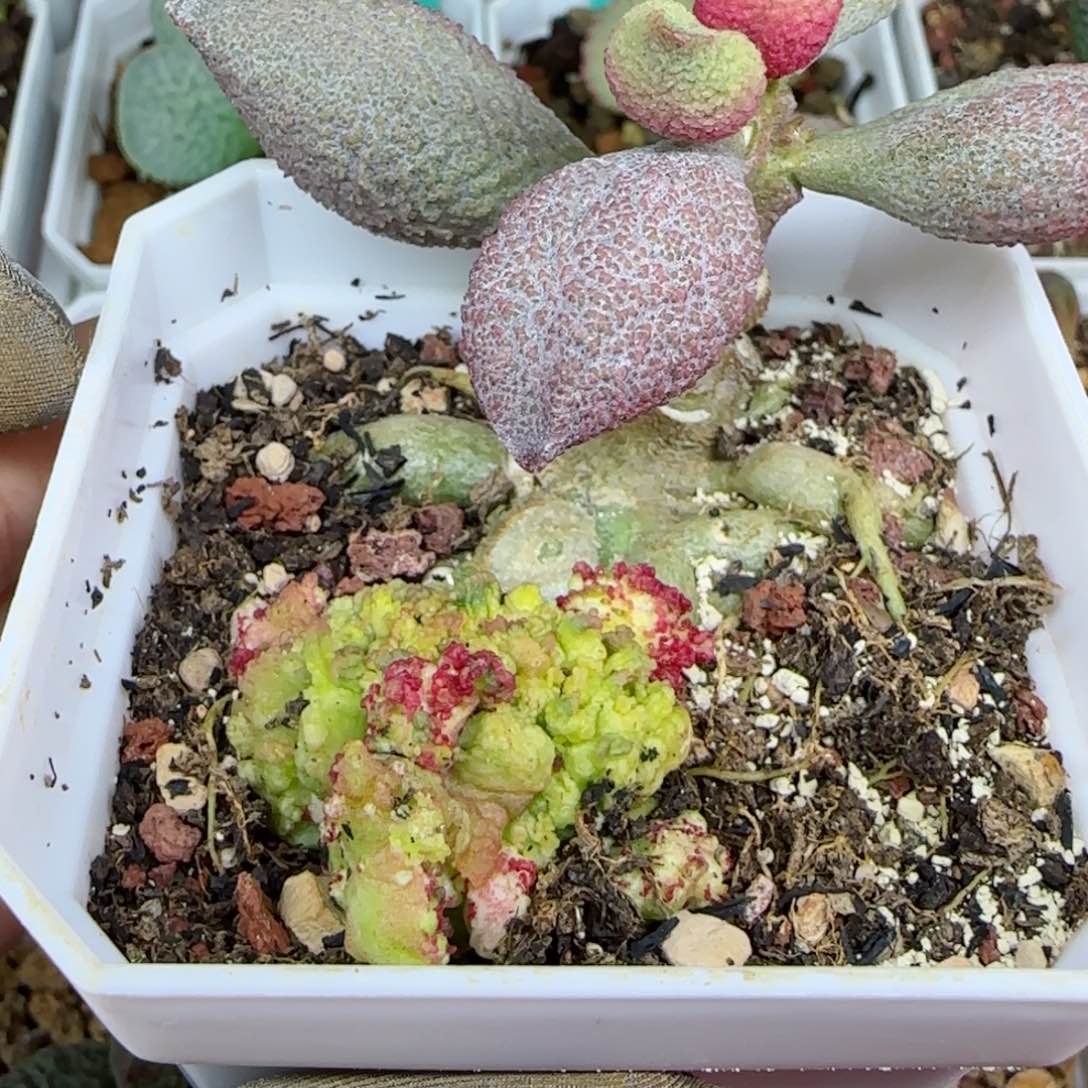 腹部缀化，带盆发货