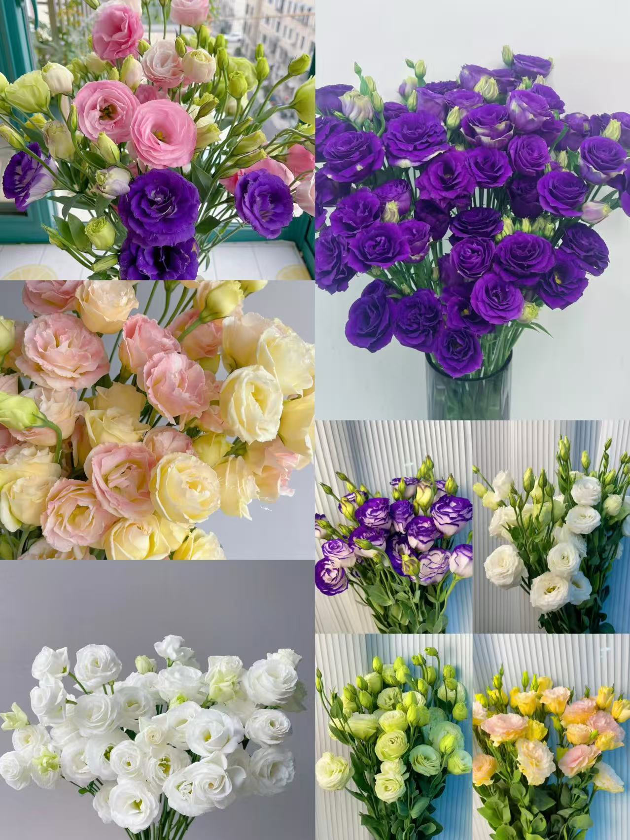 【洋桔梗】云南鲜花基地直发同地址两单及以上升级发顺丰/德邦