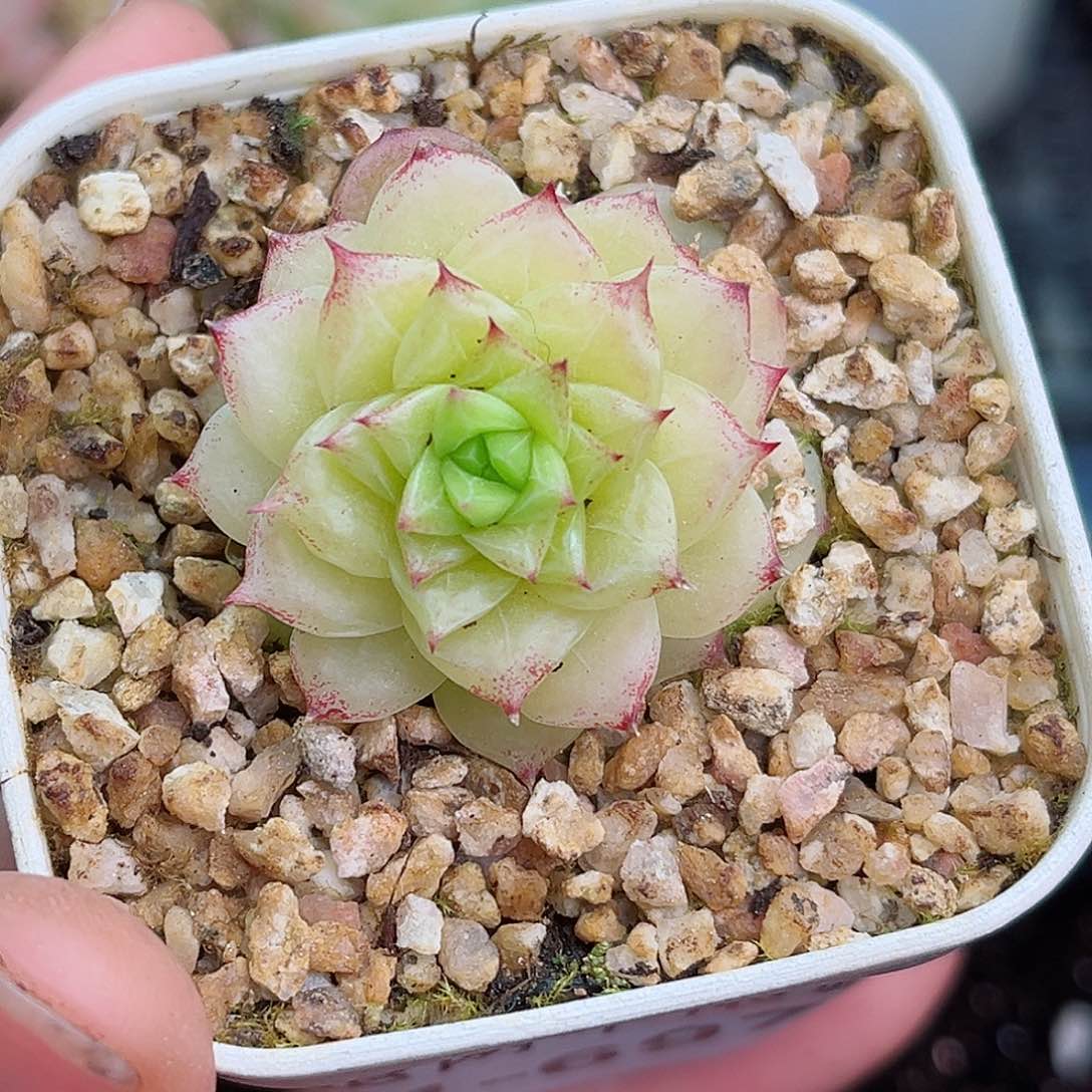 1-697 除新疆西藏内蒙12.8包邮 尺寸2-3厘米