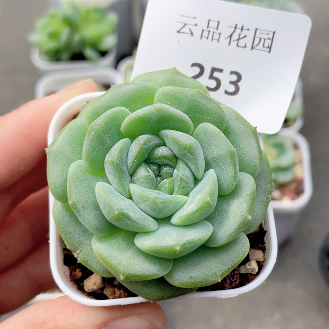253号糖心冰心珍妮