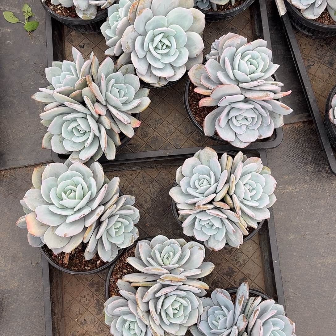 韩奶大3头，售后范围：签收起7天内