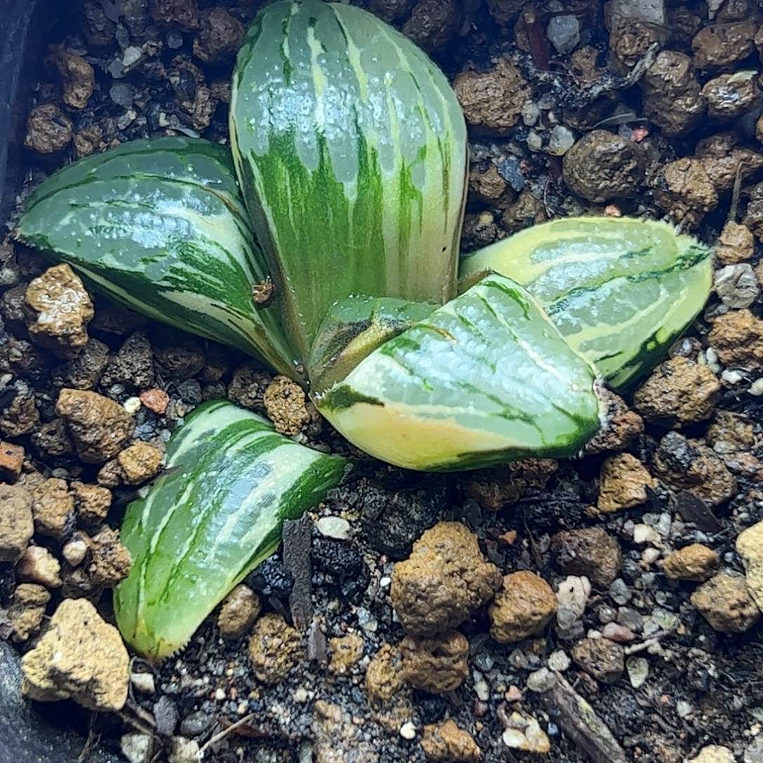 史扑锦十二卷多肉植物