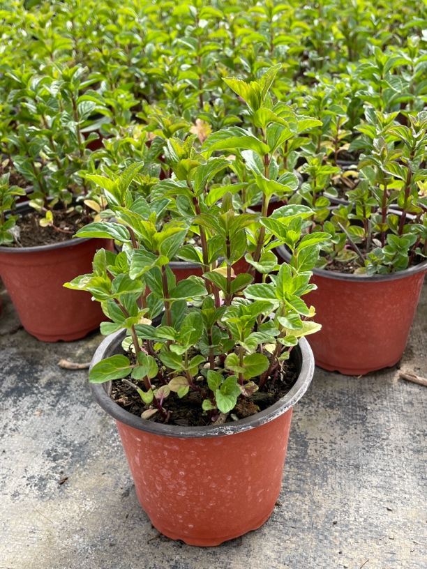 古龙水薄荷香草盆栽阳台地栽可食用