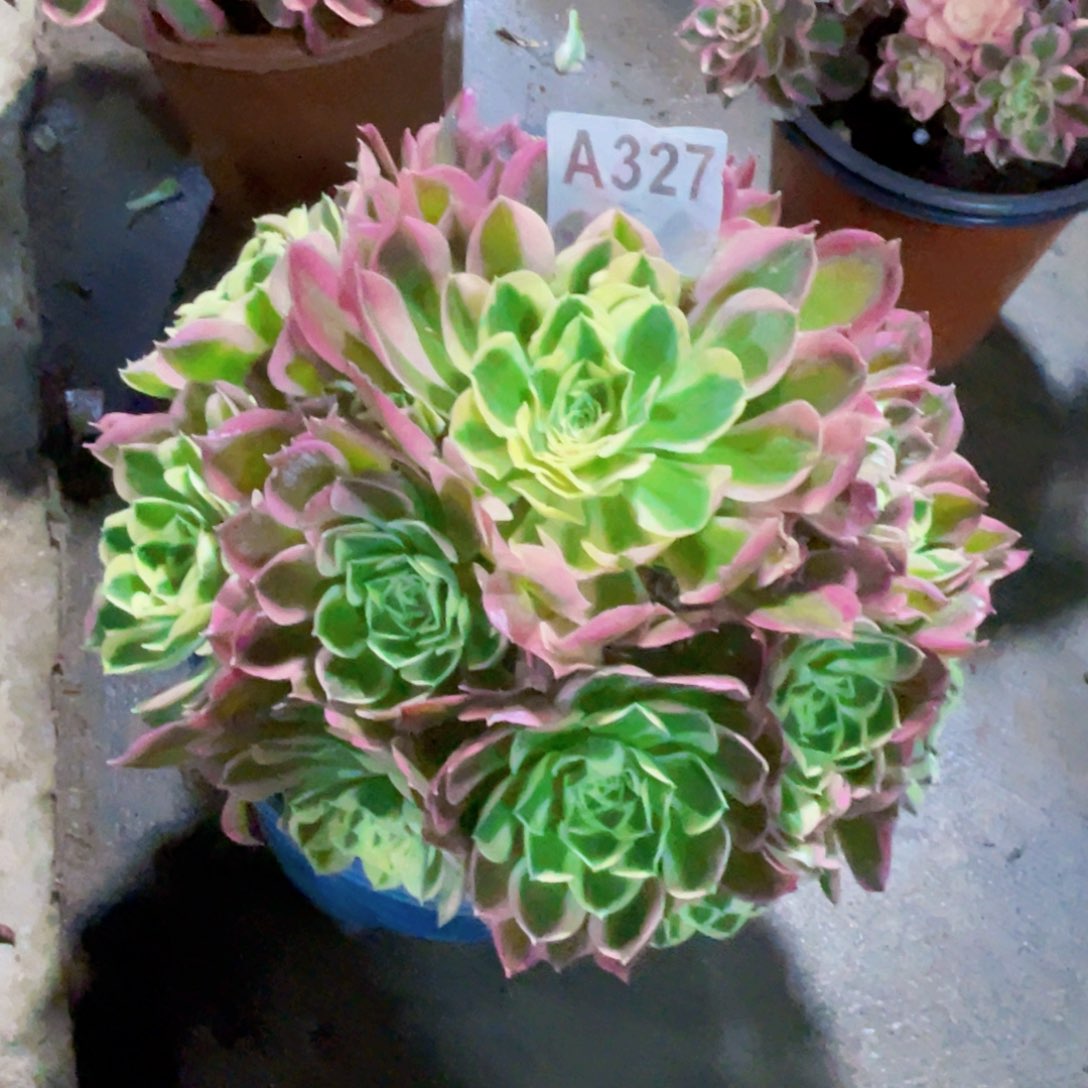 钿****奶白凤327初八发货