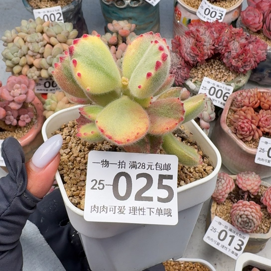 白熊无盆土发货无