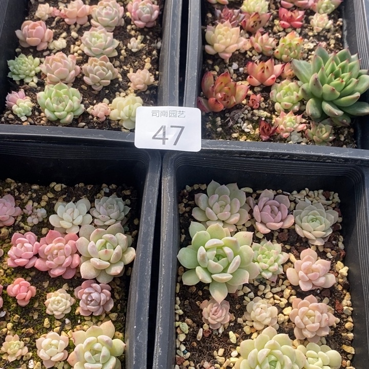 47 多肉植物盆栽花卉