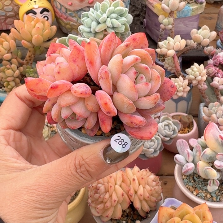288 多肉含盆土 30元包邮 除偏远地区