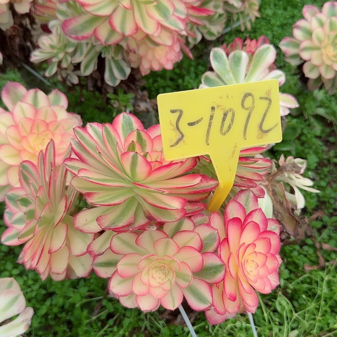 3-1092+--多头多肉植物