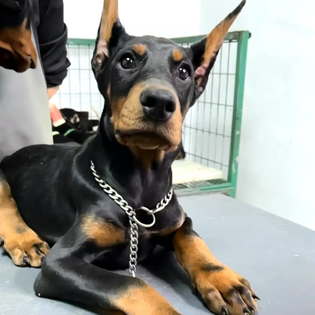 杜宾犬（双十一专拍）狗狗