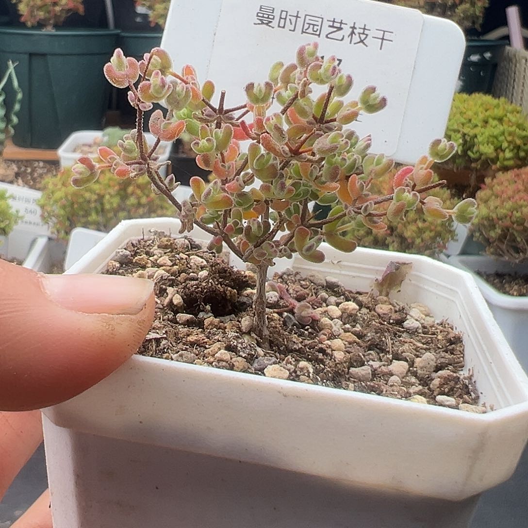 517号月曲12.12多肉