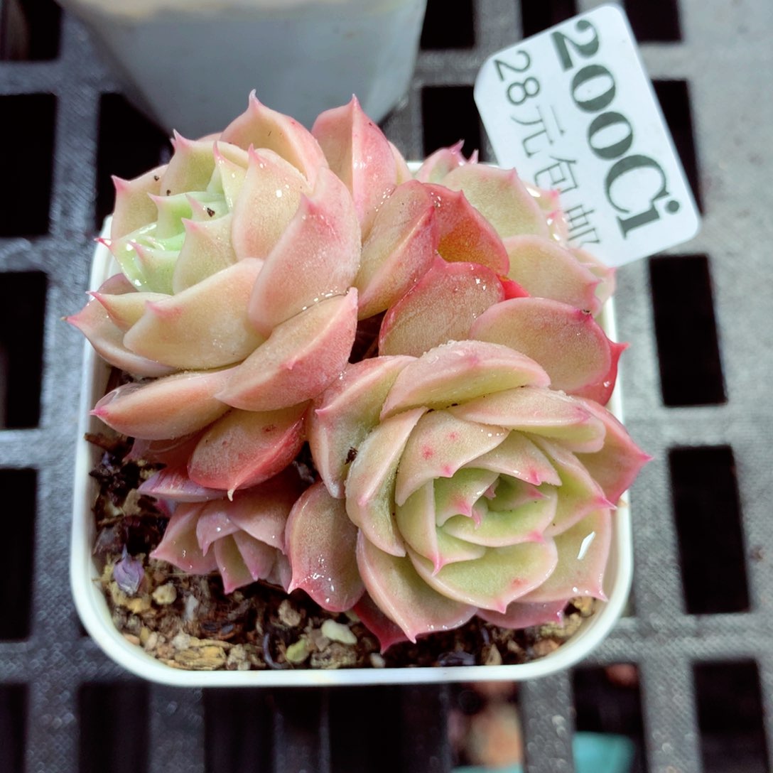 5厘米盆精控多肉200