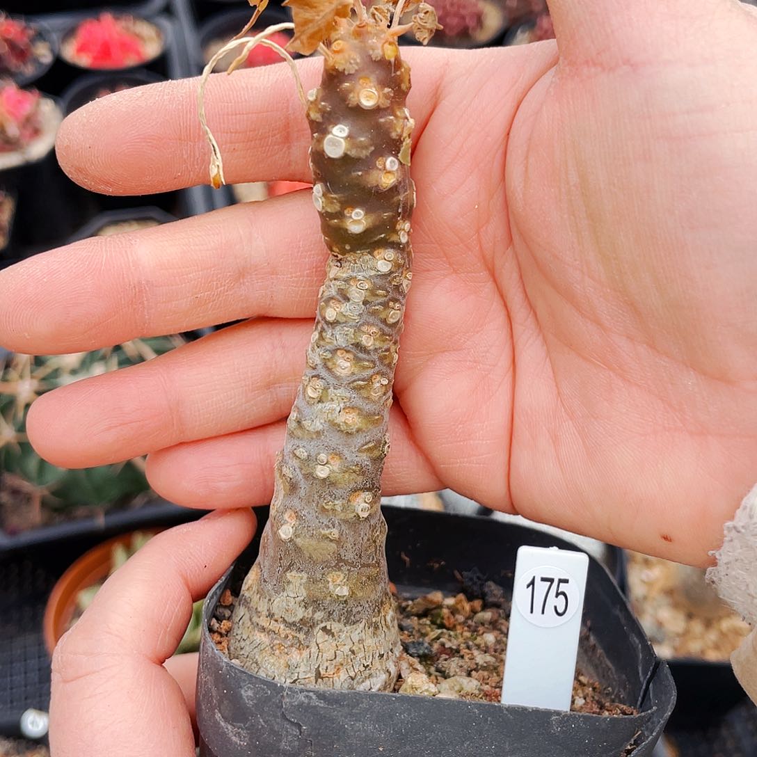 非偏远地区满25包邮仙人球