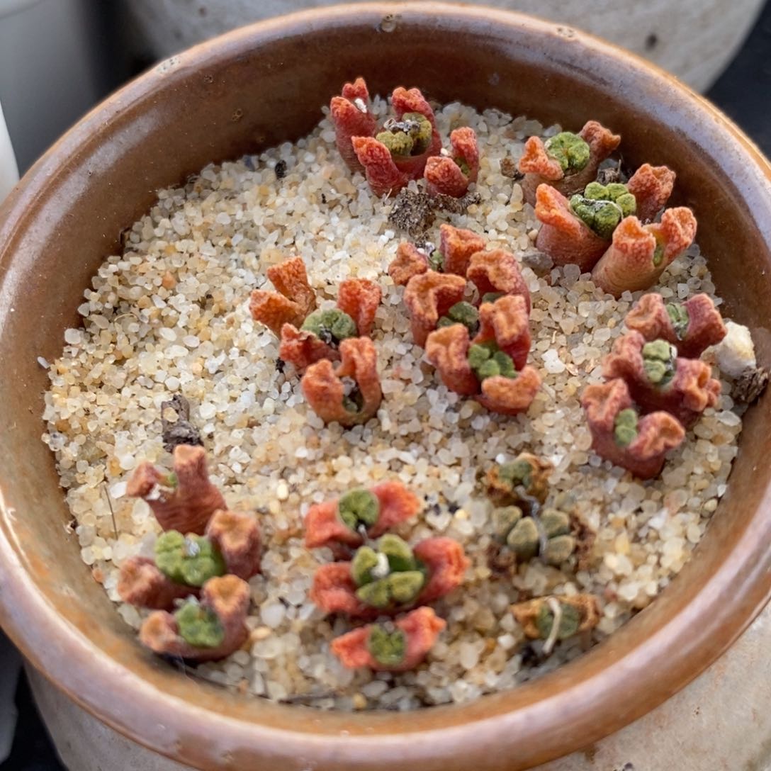 3头火柴头一颗一颗