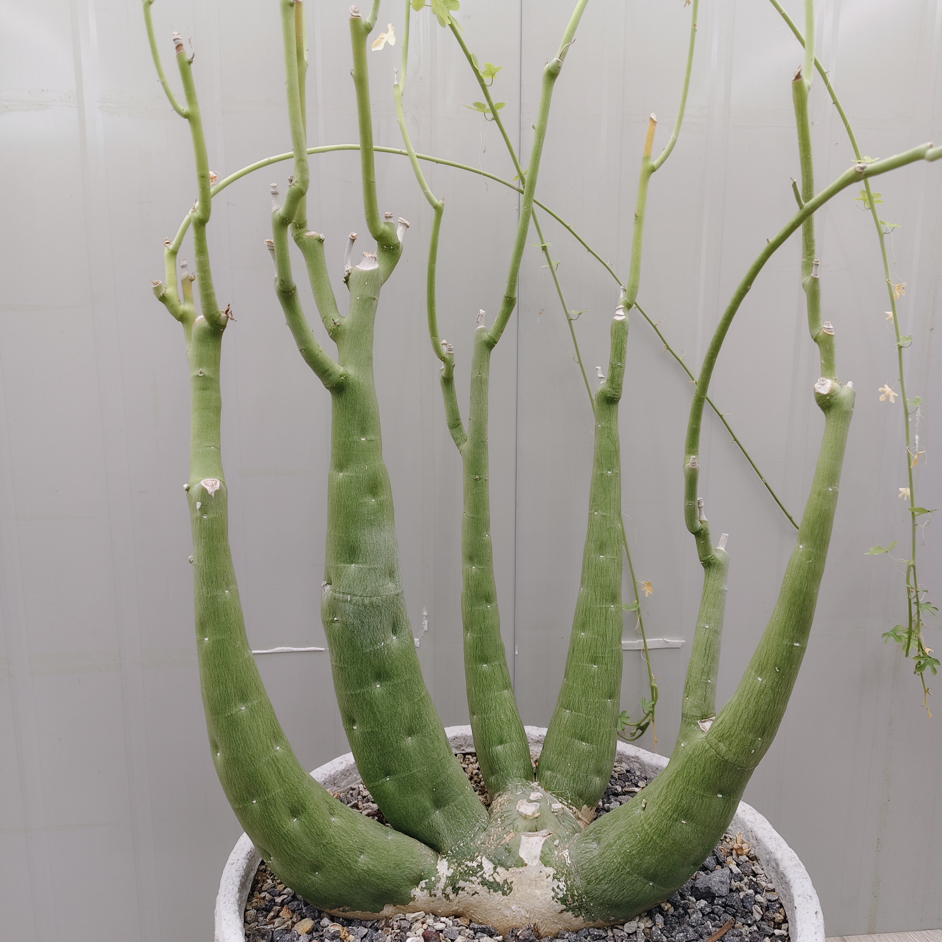 5头毒腺蔓 多肉 块根 一物一拍