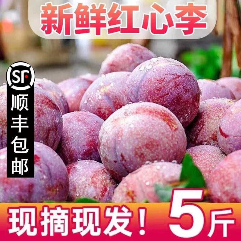 （顺丰次日达）广东红心三华李红心李子新鲜水果现摘现发酸脆嫩水果净重5斤特大果同城送广东省广东省