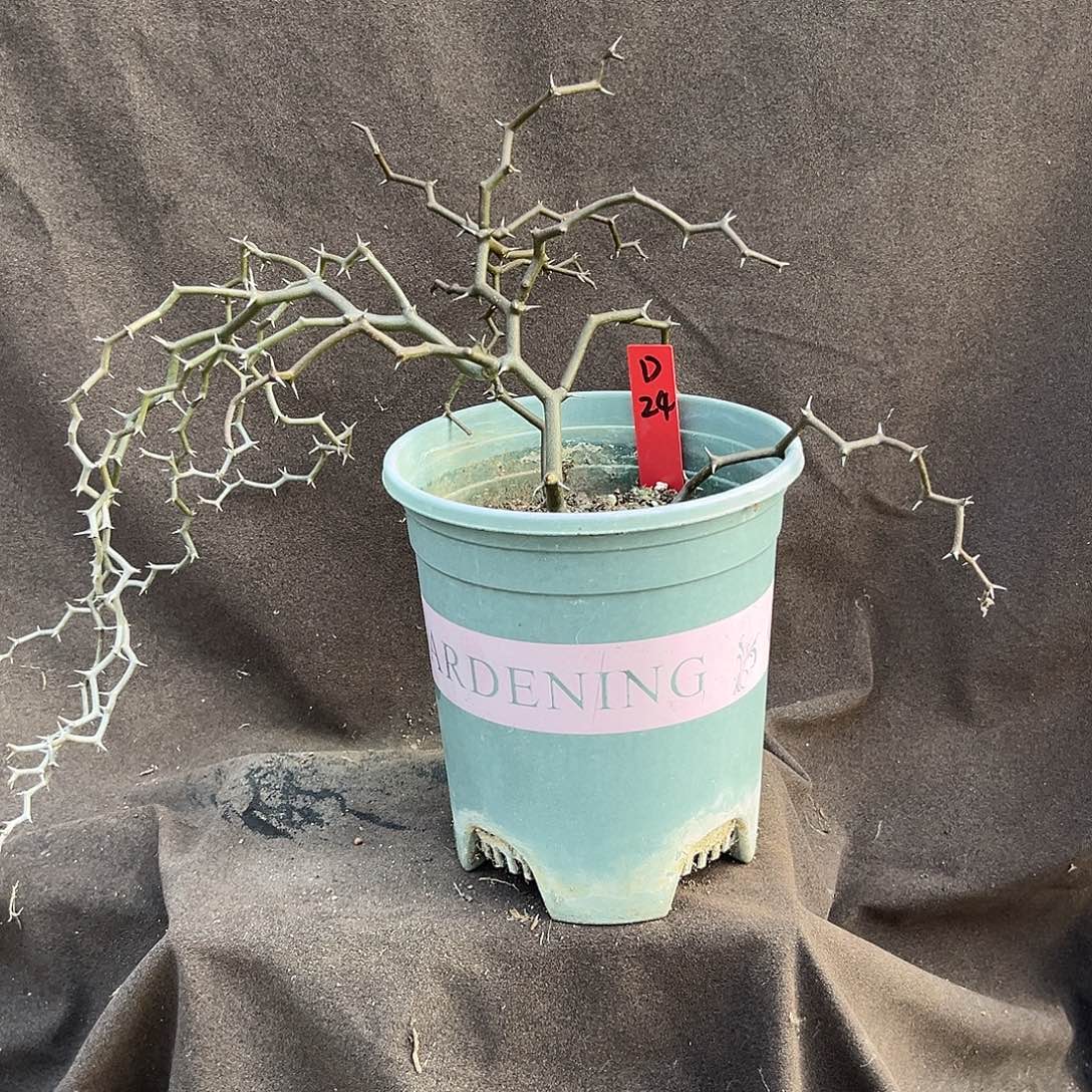 安***宁汤圆植物D24弯曲龙哈