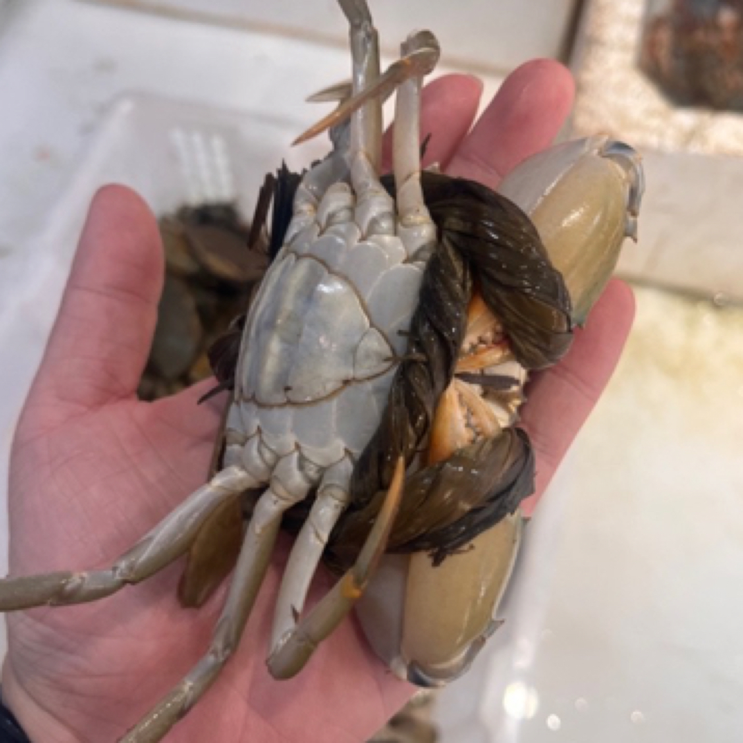 89层肥，中号秋鲟，一斤差不多6只左右（青蟹带草是正常情况，介意慎拍）蟹同城配送