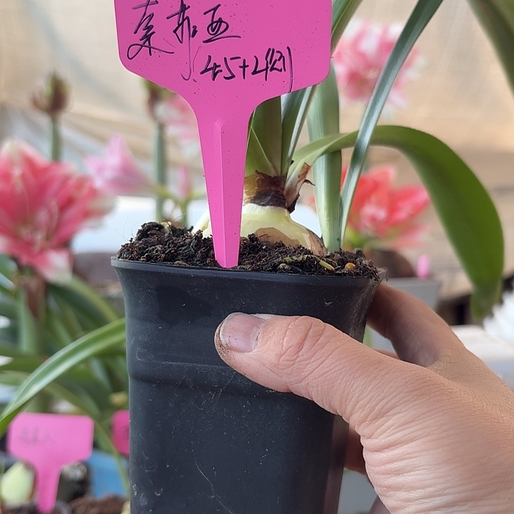 无花朵索菲亚朱顶红直径4.5加2侧