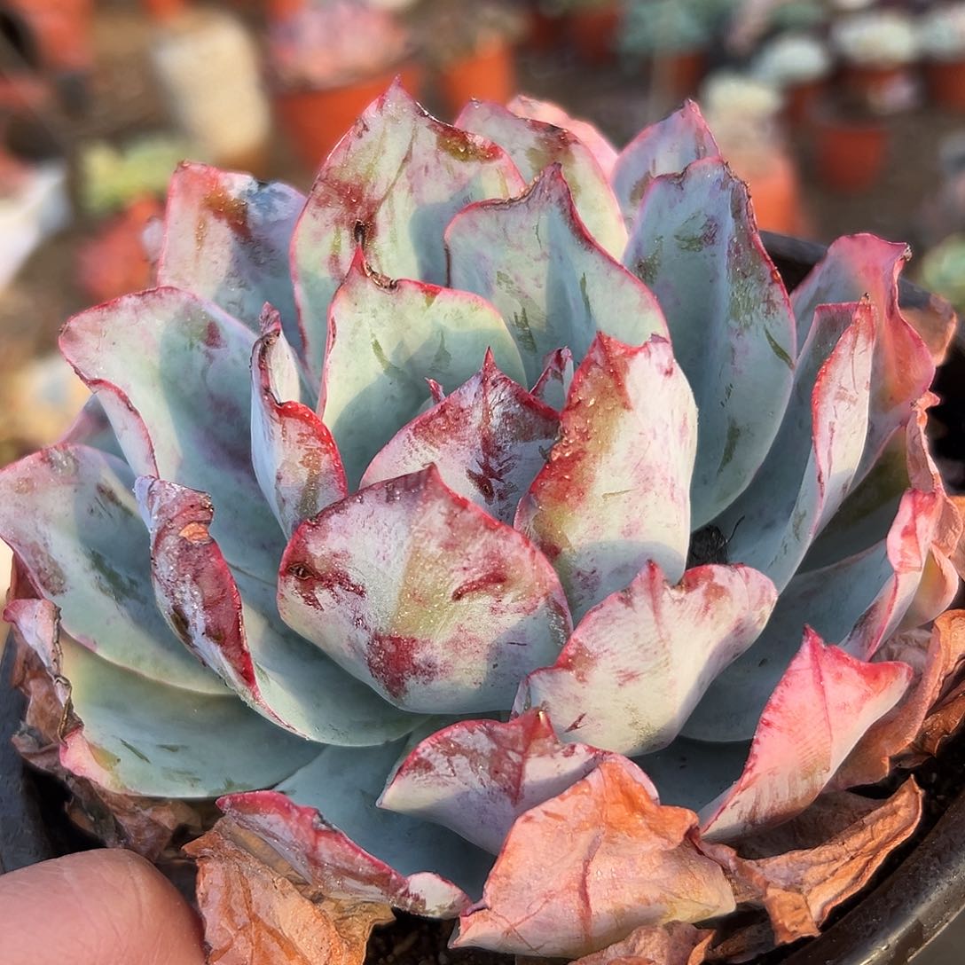 多肉植物蓝光单头