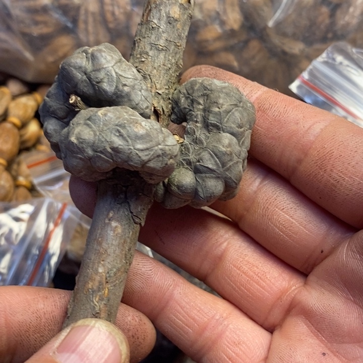 文玩核桃吊坠东北特产122