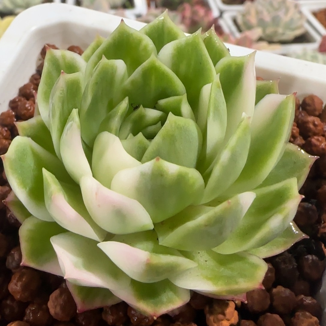 依*托随 多肉植物多肉