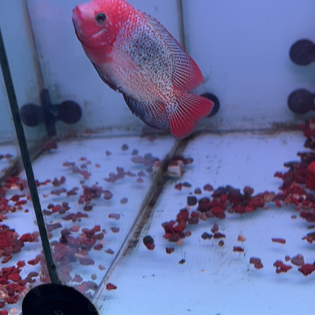 罗汉鱼重血古典罗汉观赏鱼