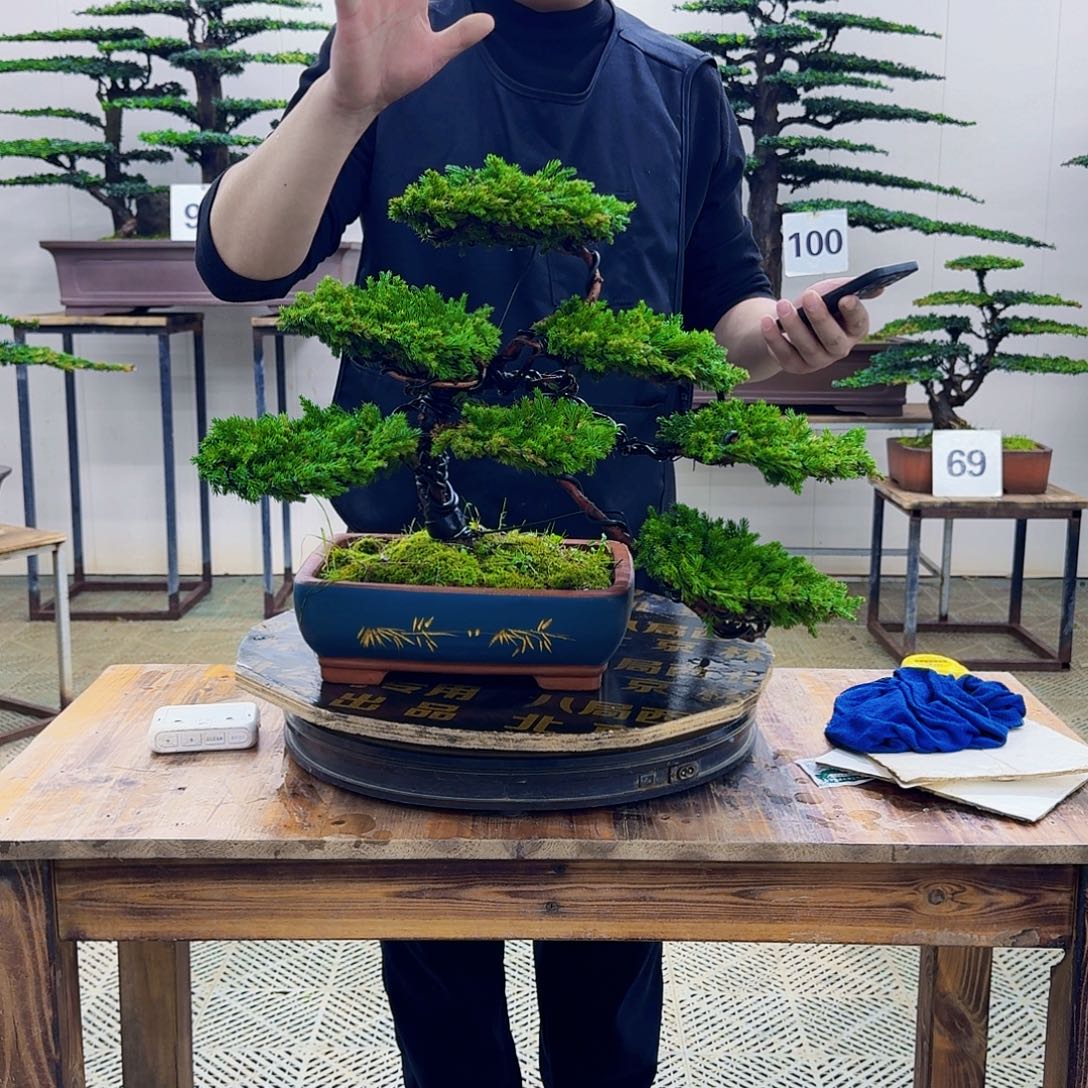 无花朵柏树造型盆景