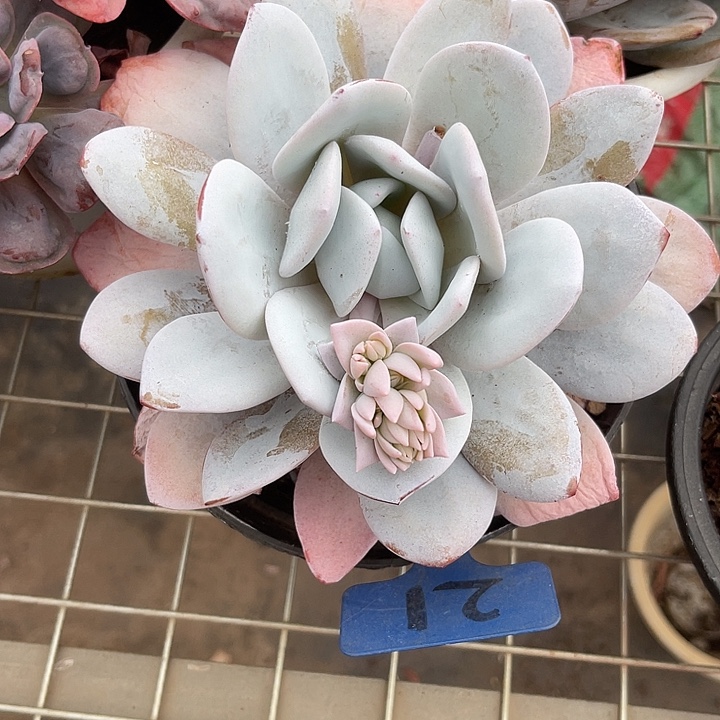 两单包邮，一物一拍21