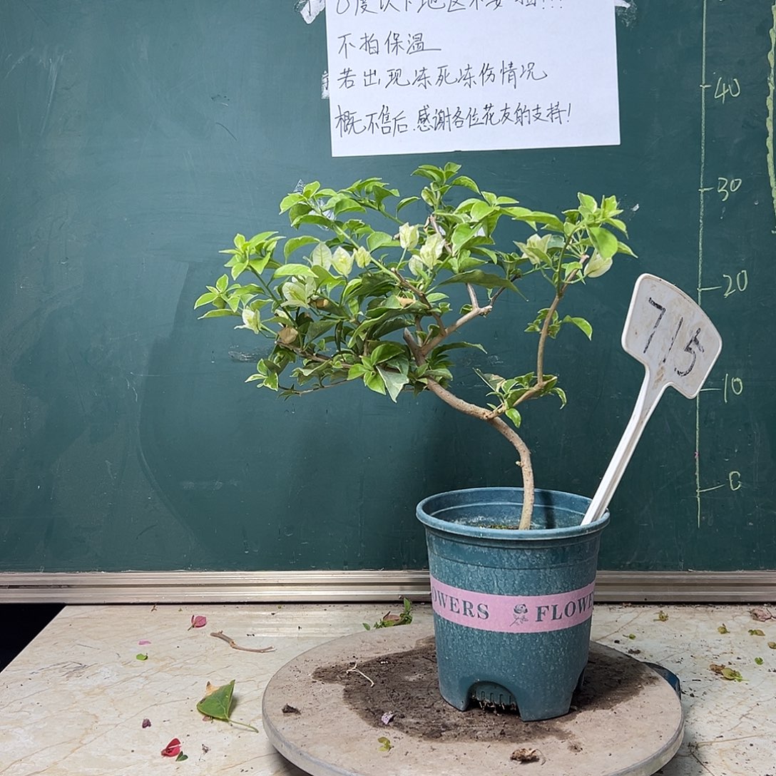 完全开放  造型 白色条纹  715