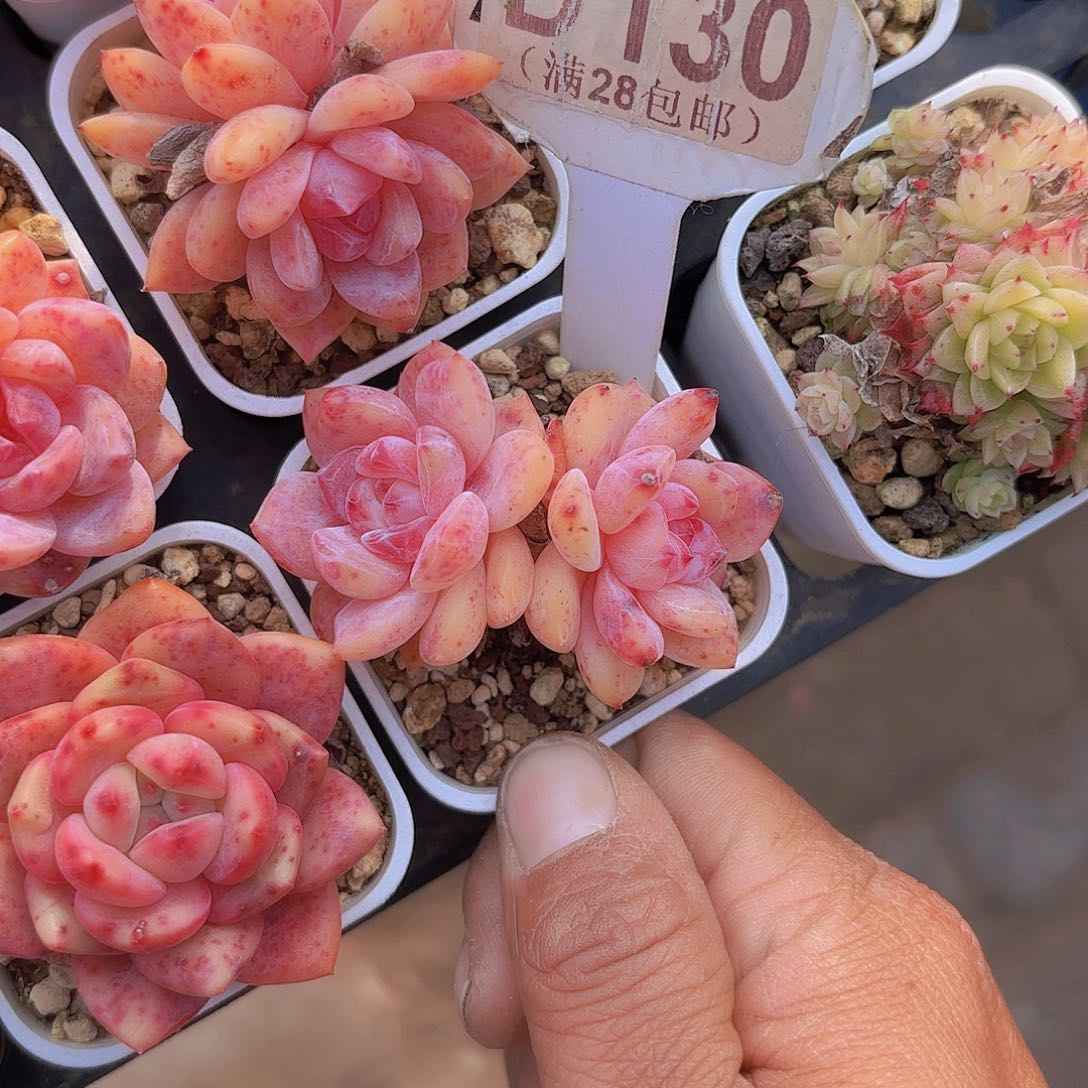 D130橙子一物一拍