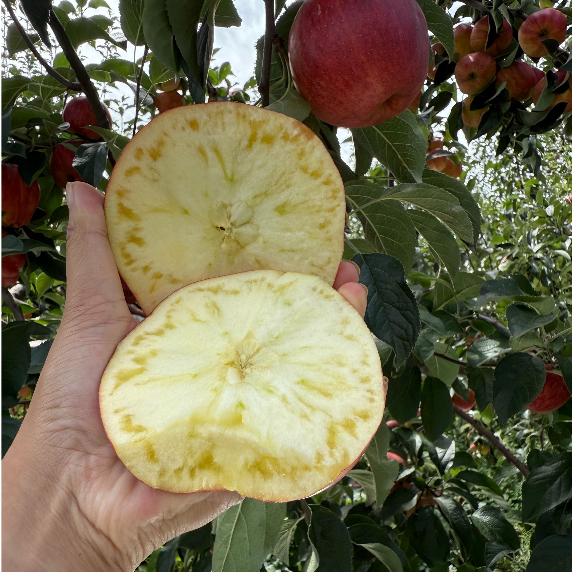 云南昭通高原丑苹果冰糖心红露苹果{现摘现发}